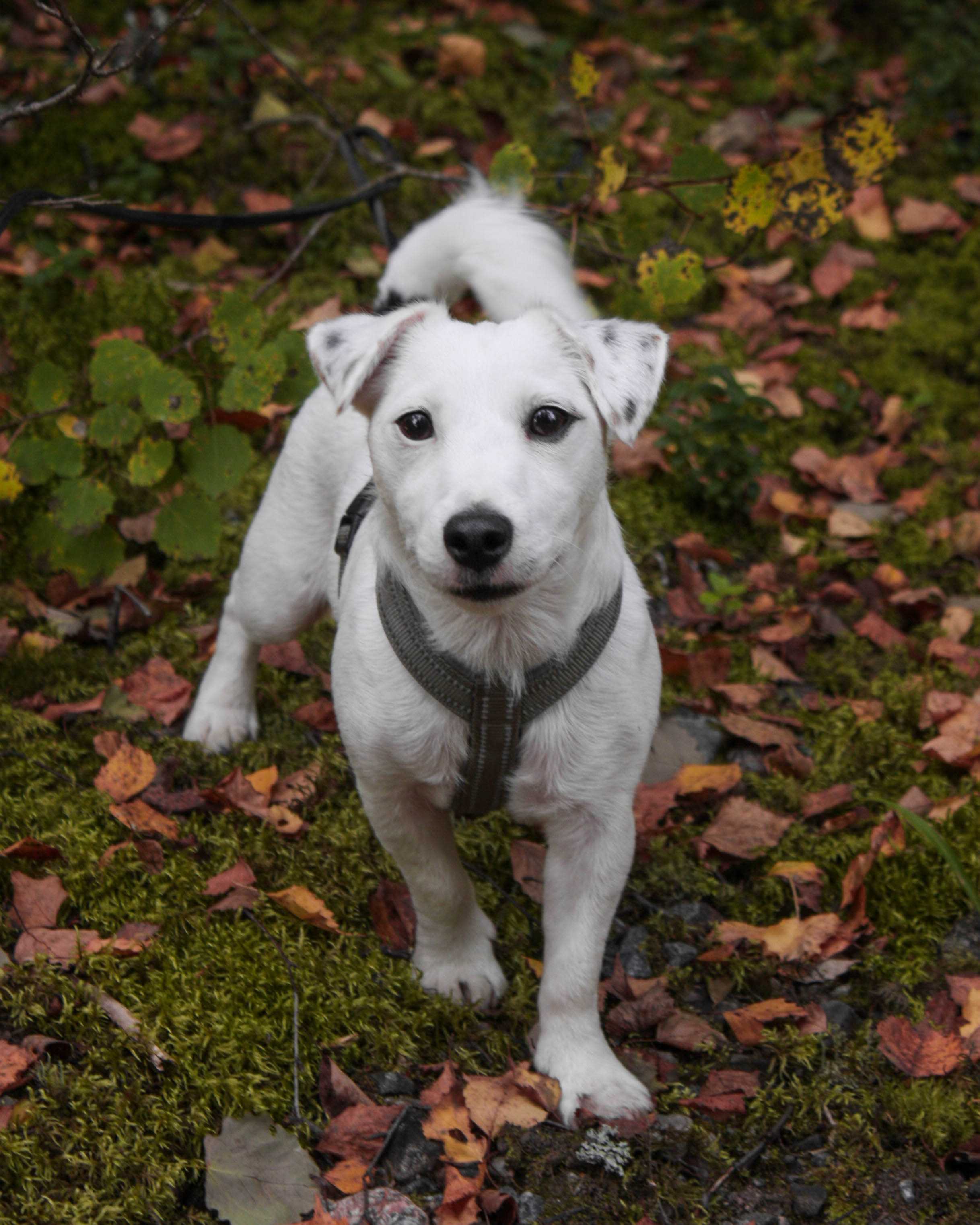 A white dog (jack russel terrier) standing in the moss and fallen leaves facing the camera.
