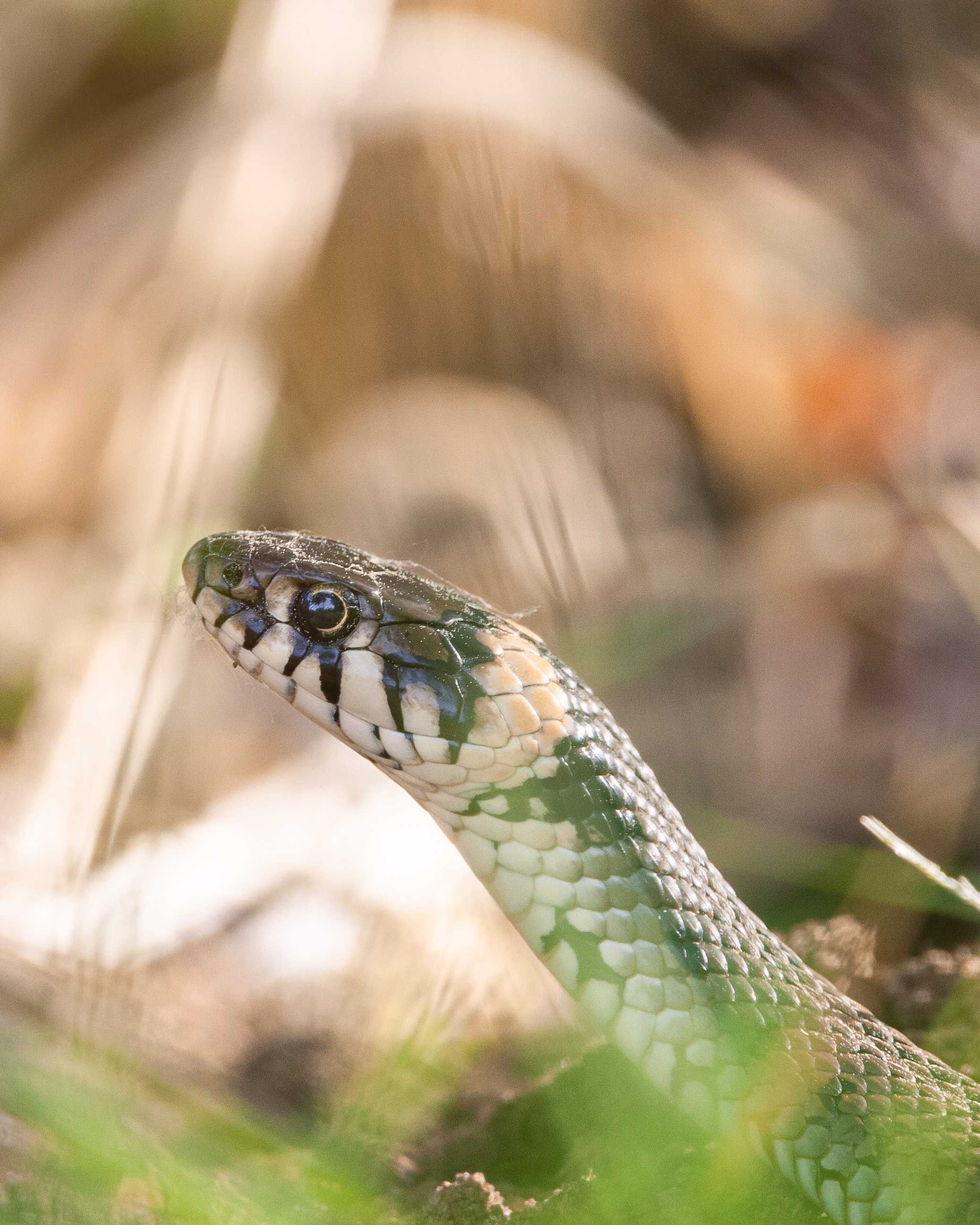 A grass snake with its head in the middle od the photo (little to the right) and body running to the bottom right of the image. On the front there is some blurred out green grass and on behind there is some blurred brown grass.