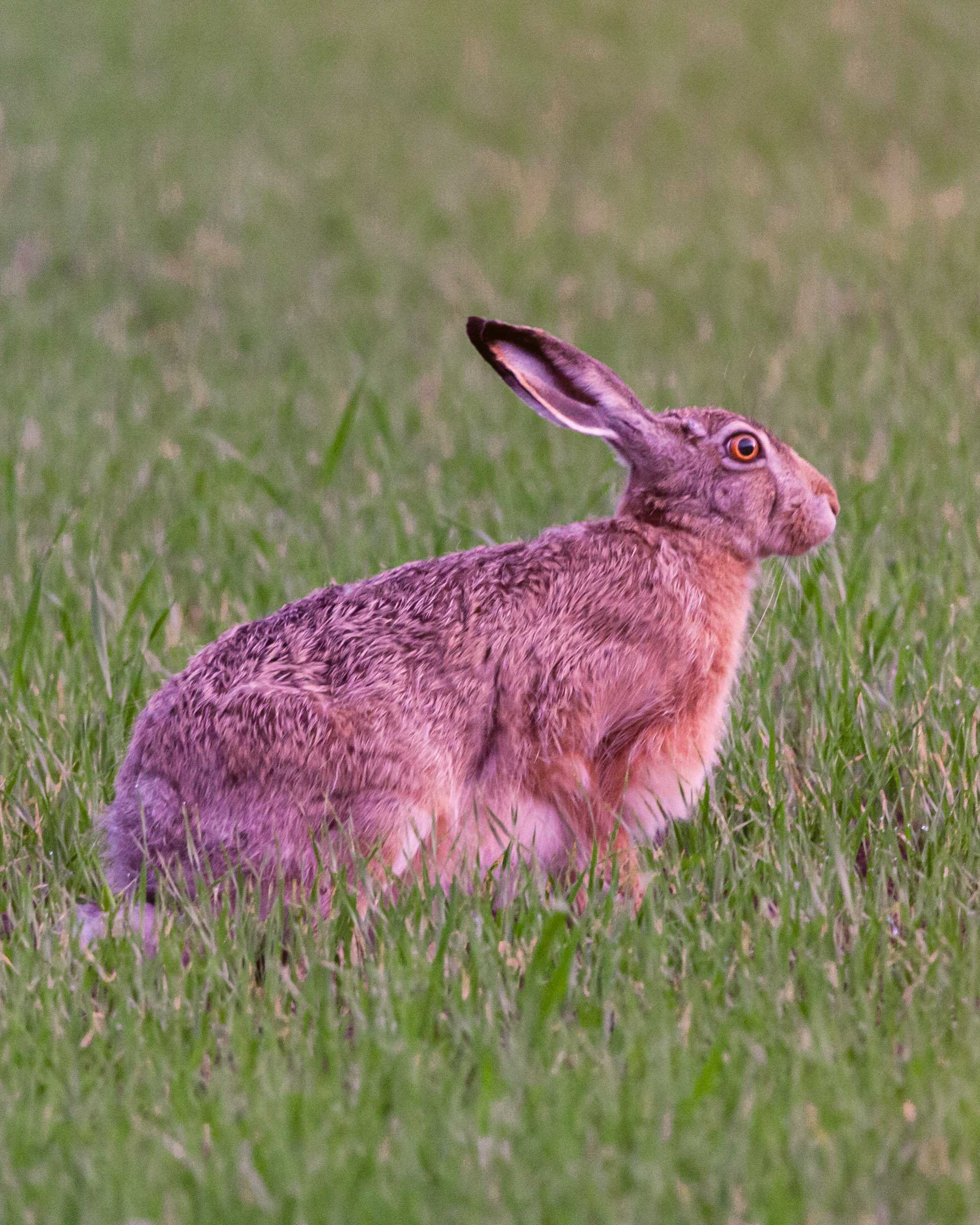 A hare on a grassy field. The hare is in the middle of the image with grass fillinf the rest of it. Hares fur is golden brown. It is sitting on the grass looking to the right.