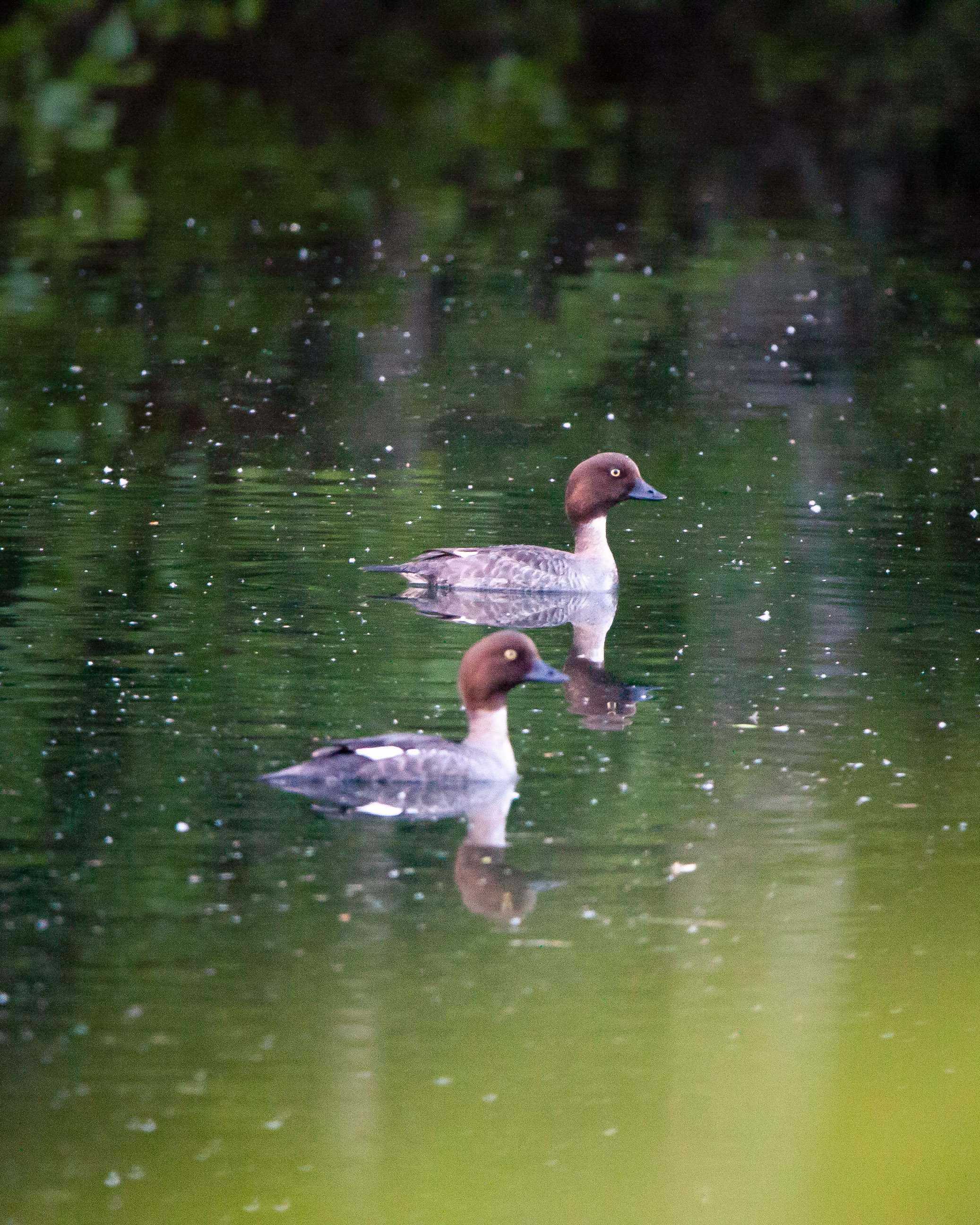Two common goldeneyes floating in a lake. The birds are in the middle of the photo positioned on top of each other with a small space in between. Rest of the image is filled with water. In the water there can be seen a reflection of trees behind. At the bottom of the image there is a light green and blurred out leave. It is twilight just before dawn. There are some natural particle floating on top of the water dotting it here and there.