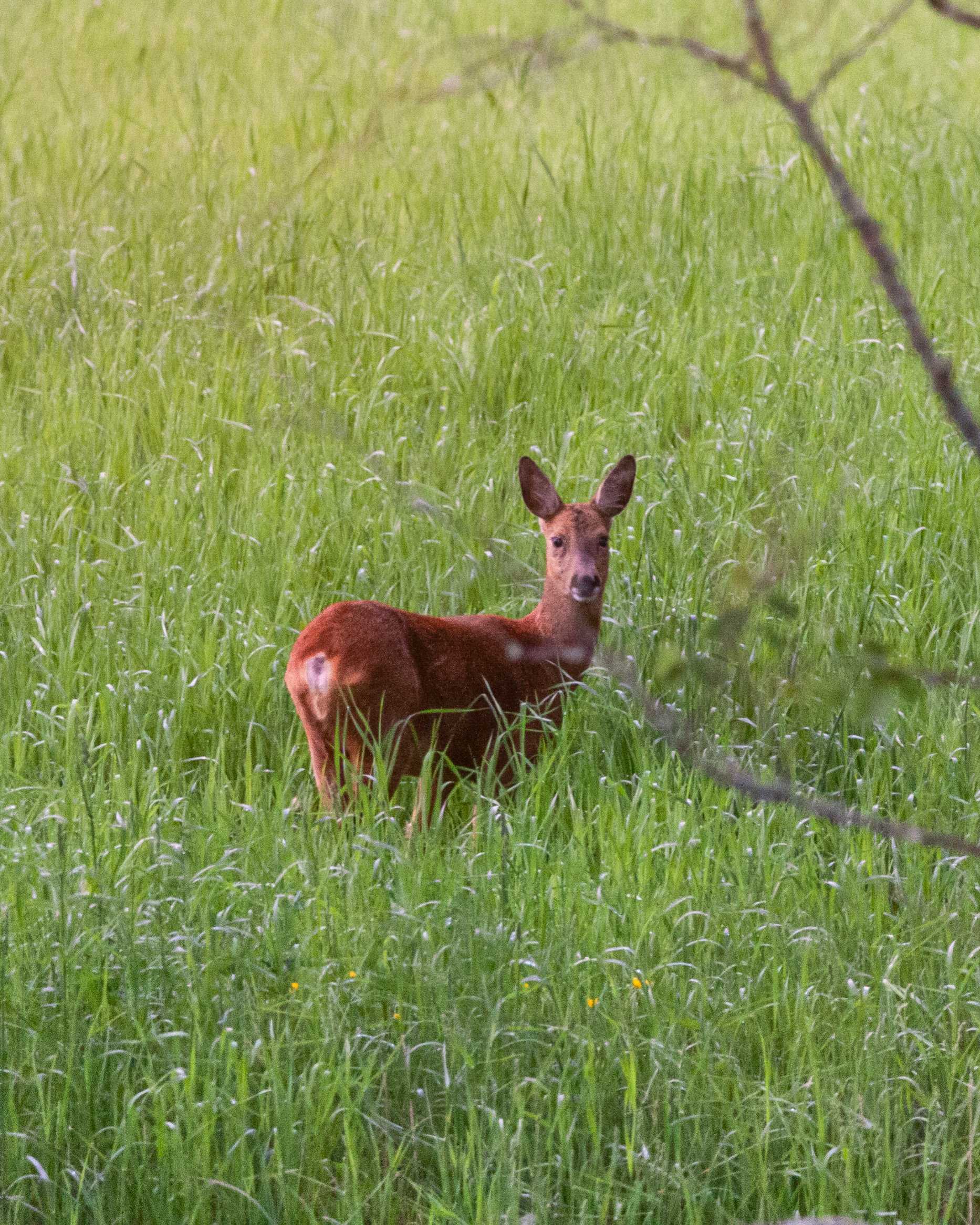 A roe deer on a grassy field. The deer is in the middle of the image with grass filling the rest of it. Deers fur is in a reddish tint. There is a tree branch running accros the image on the right.