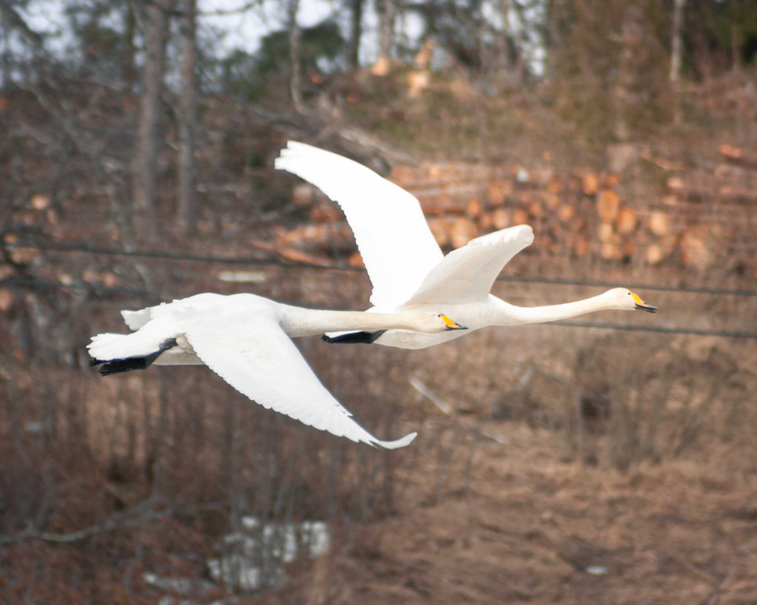 Two swans flying back to back in the center of the image. On the background there are fields. Background has all grass browned and the trees don't have leaves. There are some piles of chopped down trees.