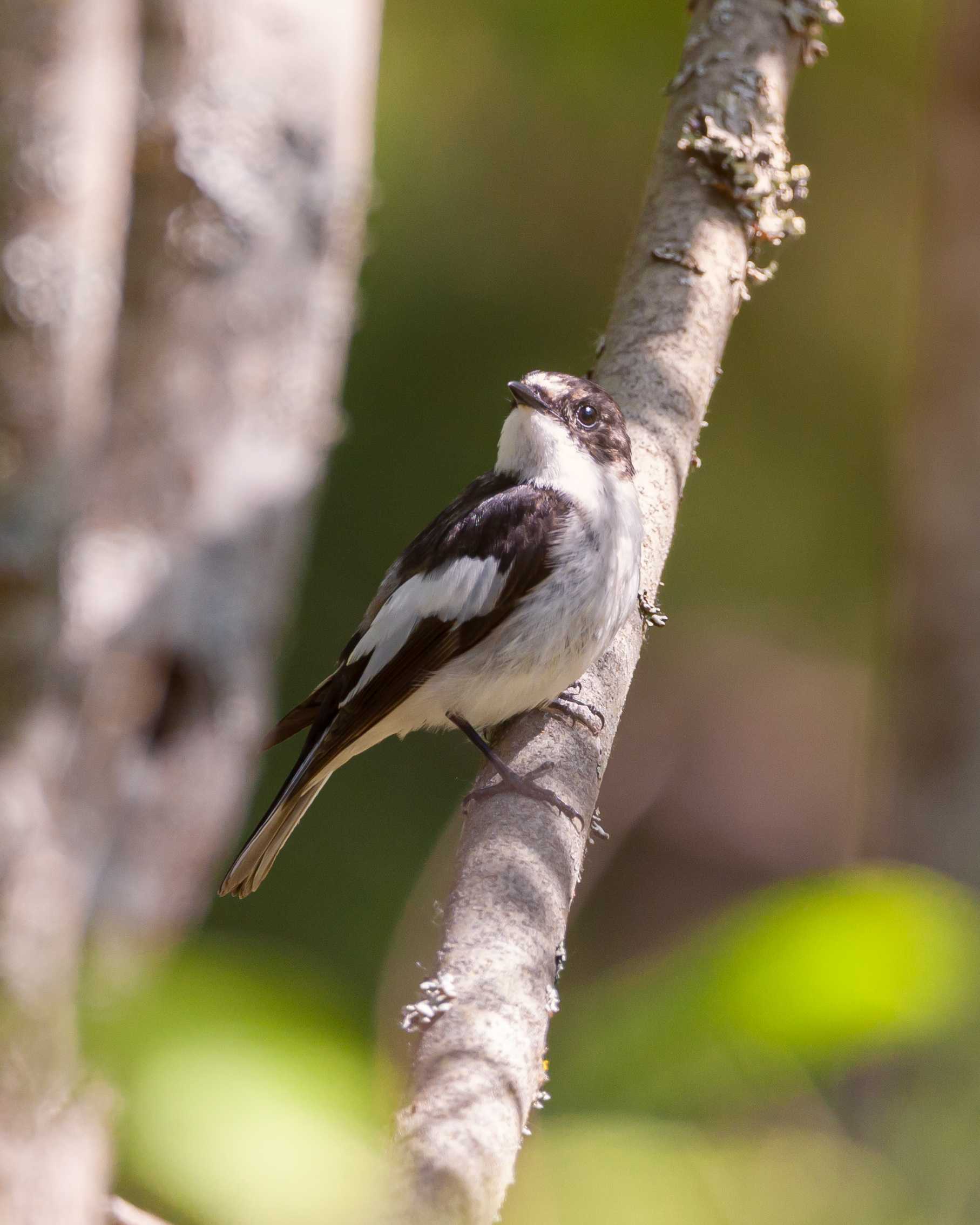 European pied flycatcher sitting on a branch. The bird is in the middle of the frame. The branch it is sitting on runs accros the image in a 80-degree angle. There is couple of thick branches blurred out on the left of the image. There are couple light green, blurred out leaves on the bottom of the image.