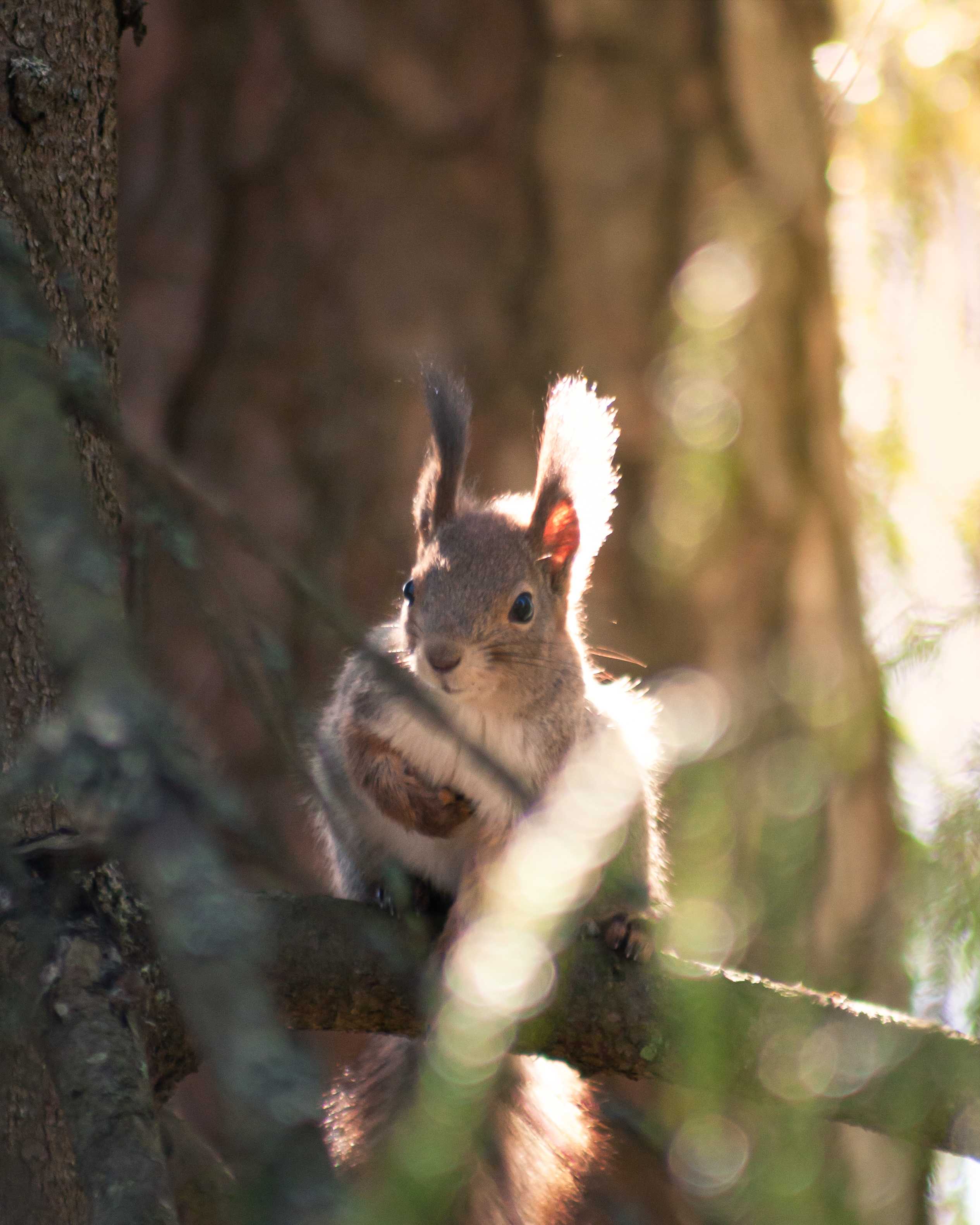 A squirrel sitting on a pin tree branch. Squirrel is in the center of the image. The pine tree is running up the left side of the image. Behind the squirrel there is an another pine tree blurred out. From the right side of the image there leaks sunlight and the squirrels right side is backlit with sun. There are some green pine tree branches hanging out in the front blurred out.