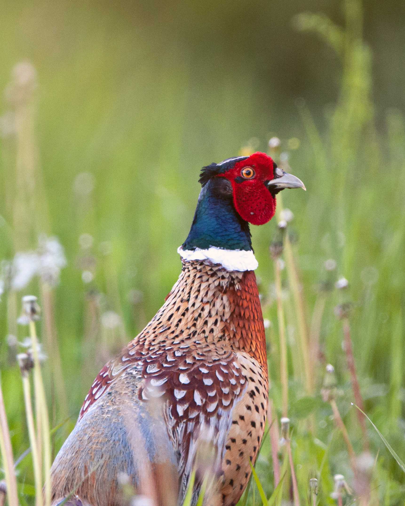 A common pheasant in a dandelion field. The bird is in the middle of the frame, walking away, looking back/to the right. Grass and dandelions fill the rest of the image.